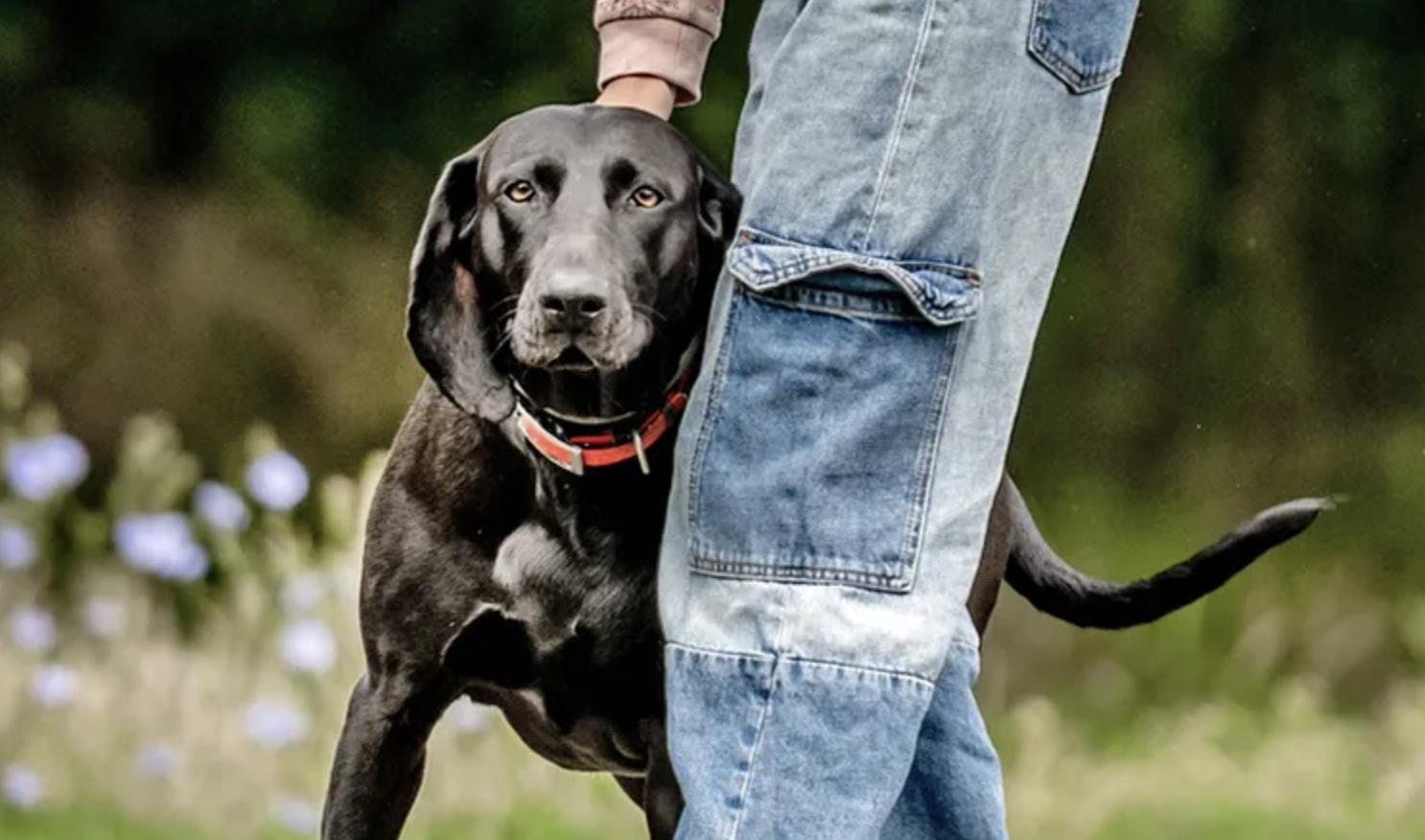 Perché il mio cane si appoggia a me? Analisi del comportamento