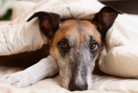 cane-in-cuccia