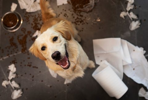 cane-nel-bidone-dellimmondizia