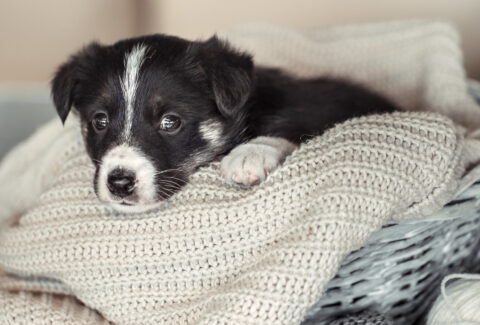 coperta-per-cani