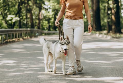 cane-a-passeggio