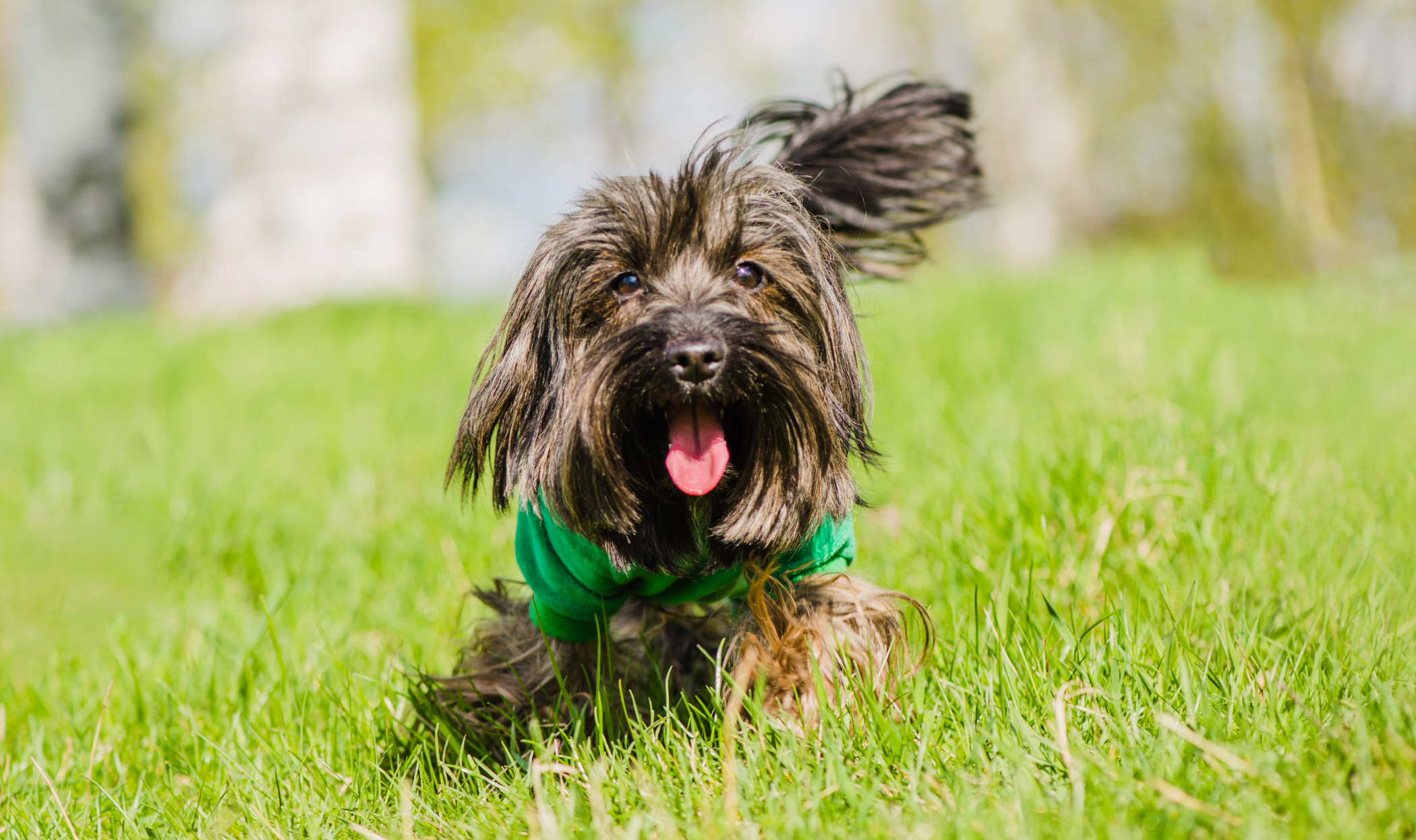 Buoni propositi per il tuo cane nel 2025, 10 consigli