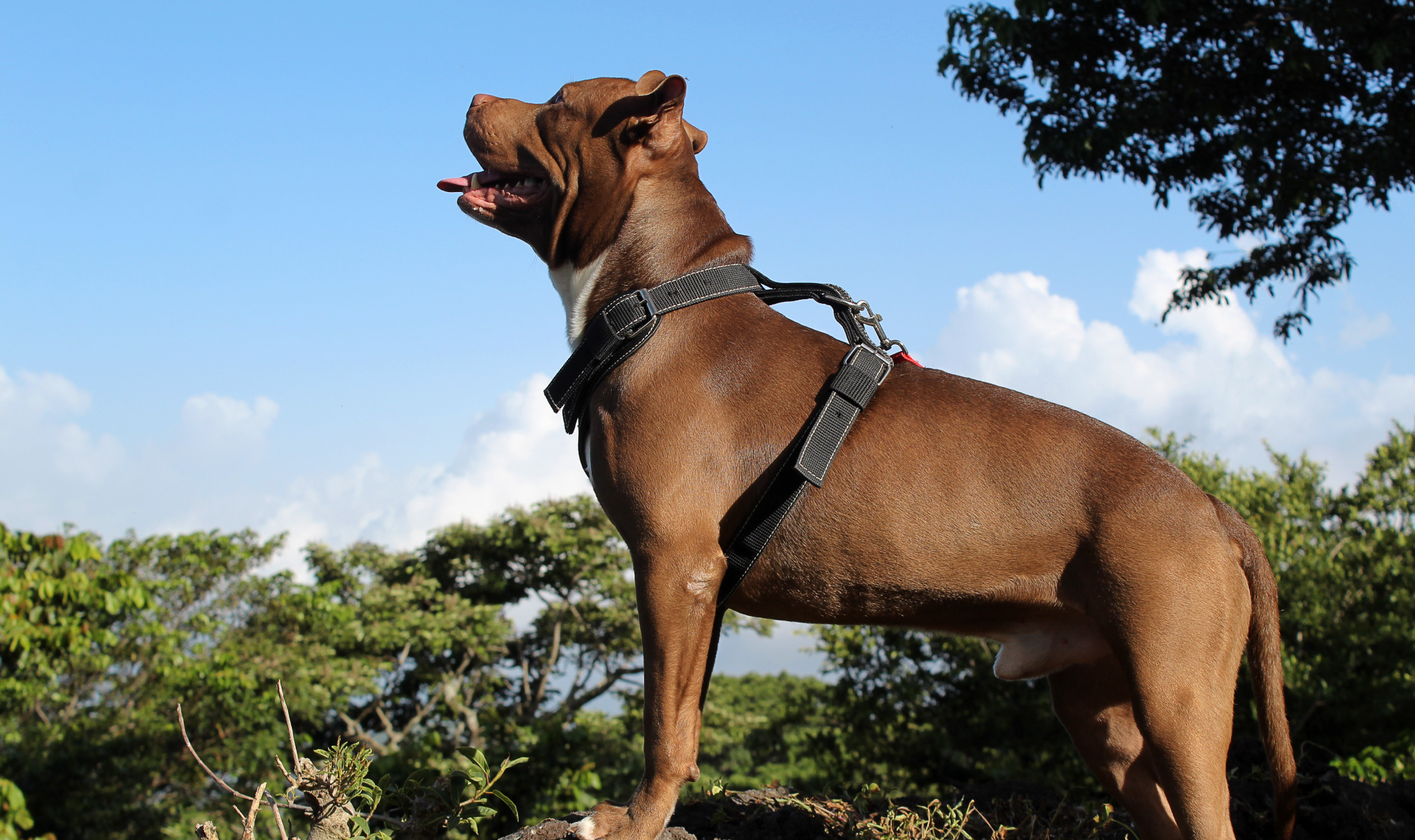 Collare o pettorina, quale scegliere per il proprio cane?