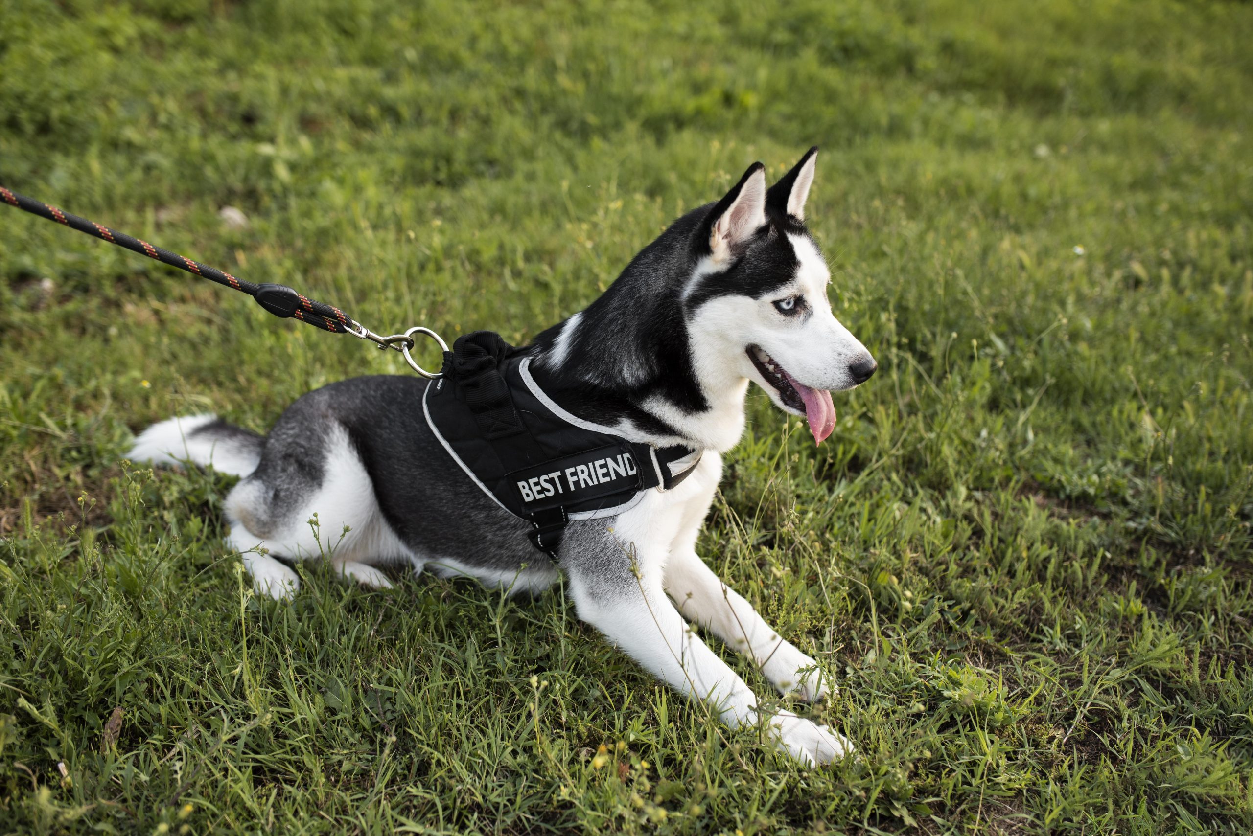 Pettorine per cani. Modelli, vantaggi e quale scegliere
