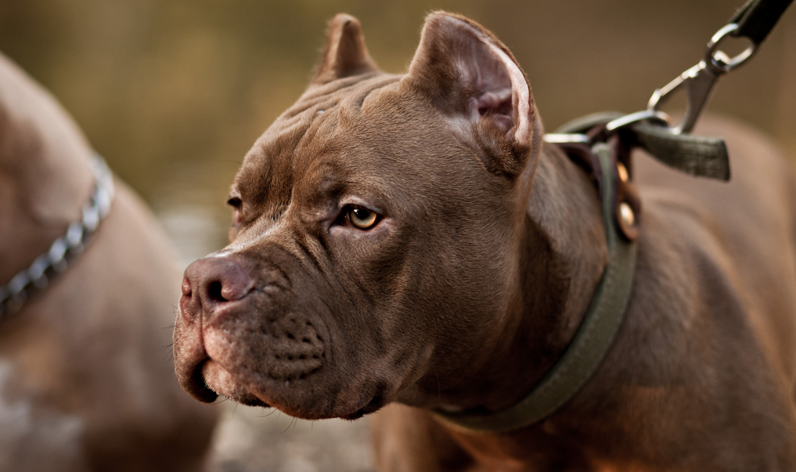 Perché i pitbull uccidono? E perché sono considerati i cani più pericolosi?