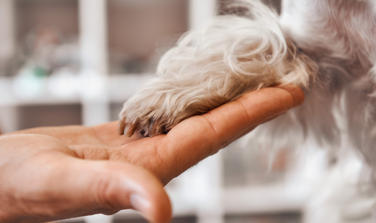 Come pulire le zampe del cane e perché, metodi efficaci