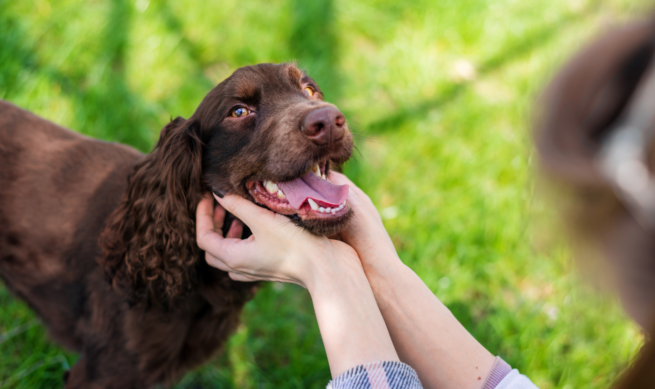 Come capire se il tuo cane è davvero felice? Guida ai segnali del benessere