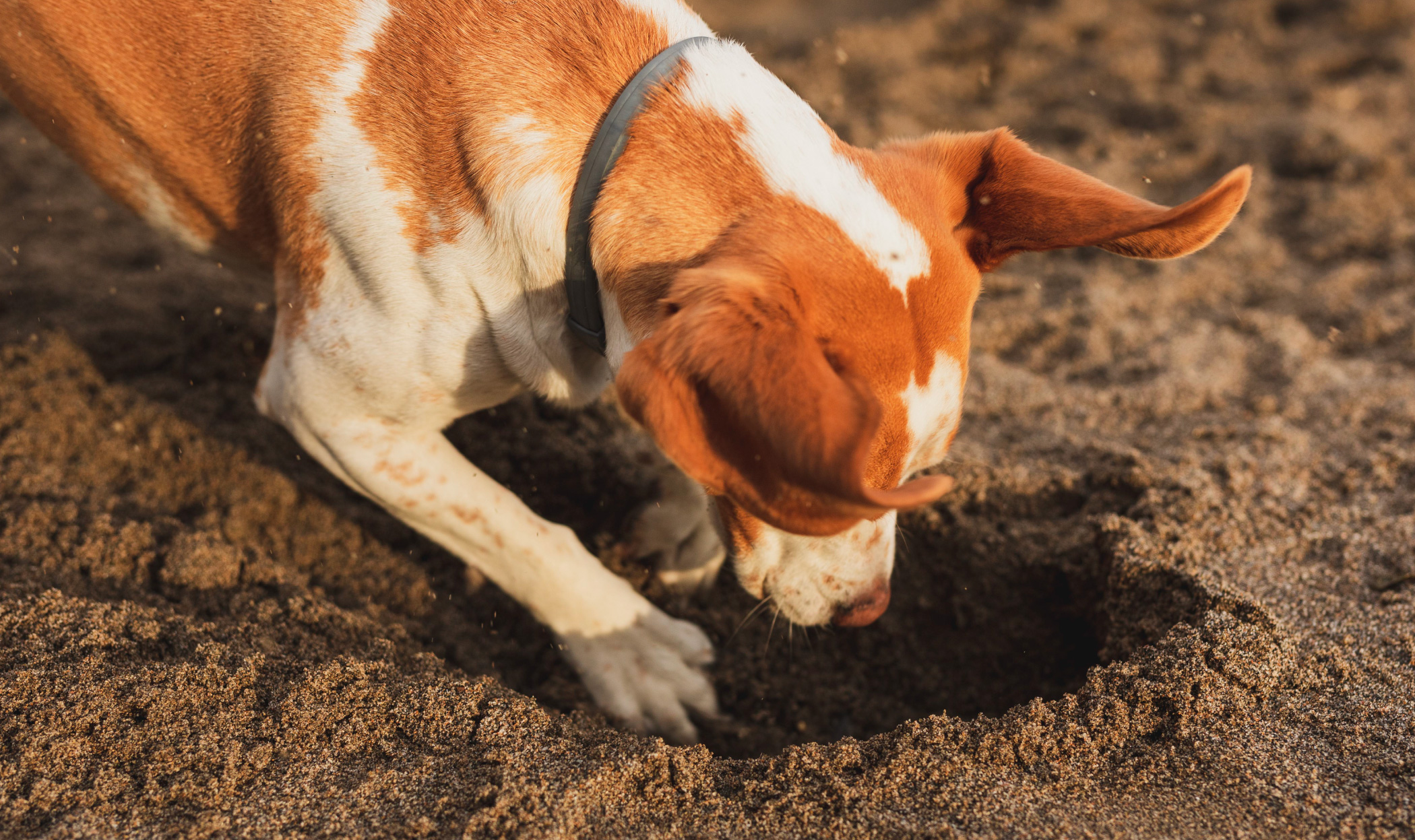Quali sono i sensi più sviluppati dei cani? Scopri le loro capacità