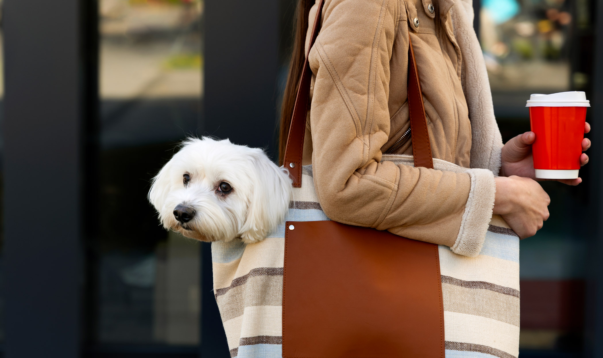 Cosa succede se umanizzi il tuo cane. Perché non farlo è obbligatorio