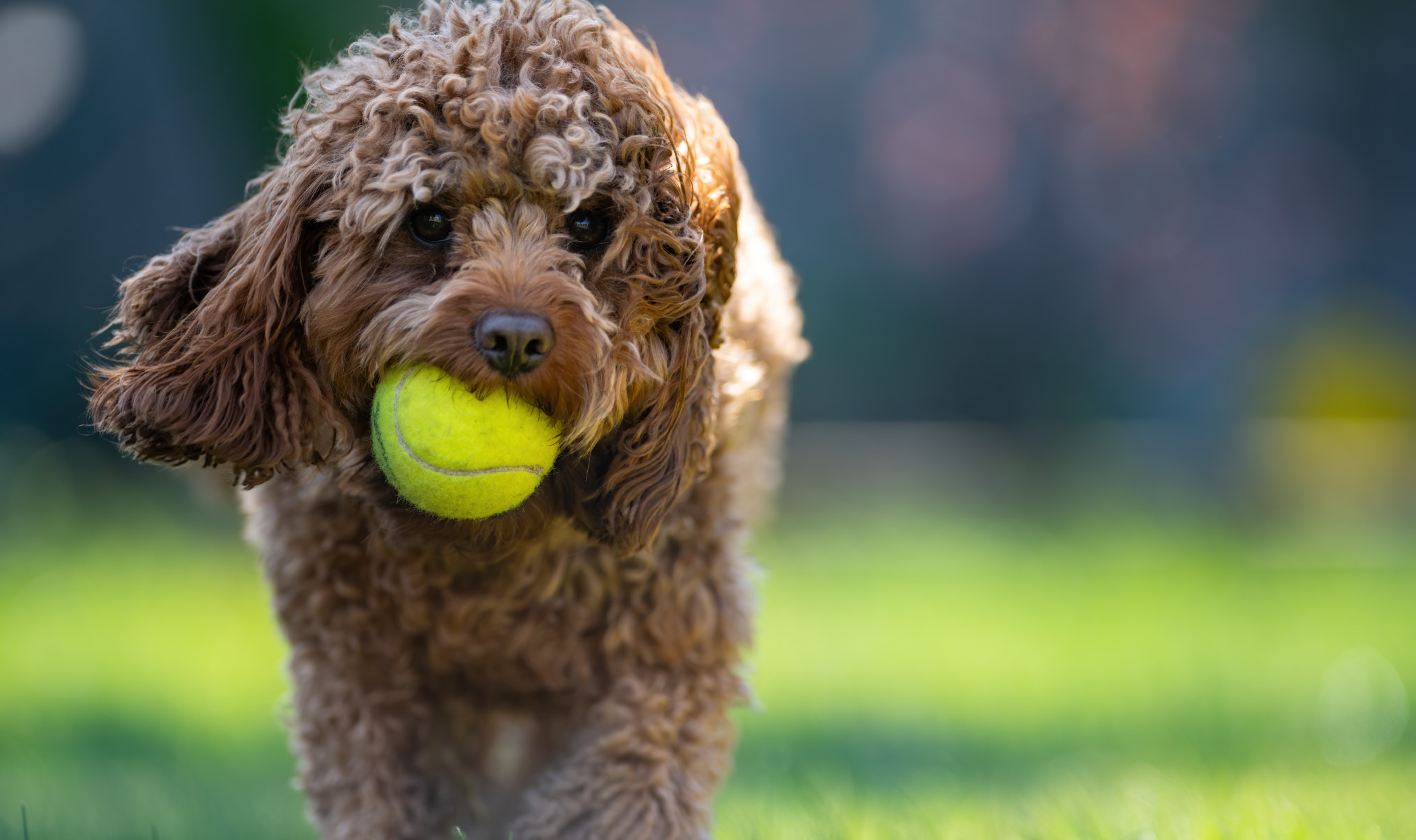 Come vedono i cani e hanno un colore preferito? Una nuova ricerca