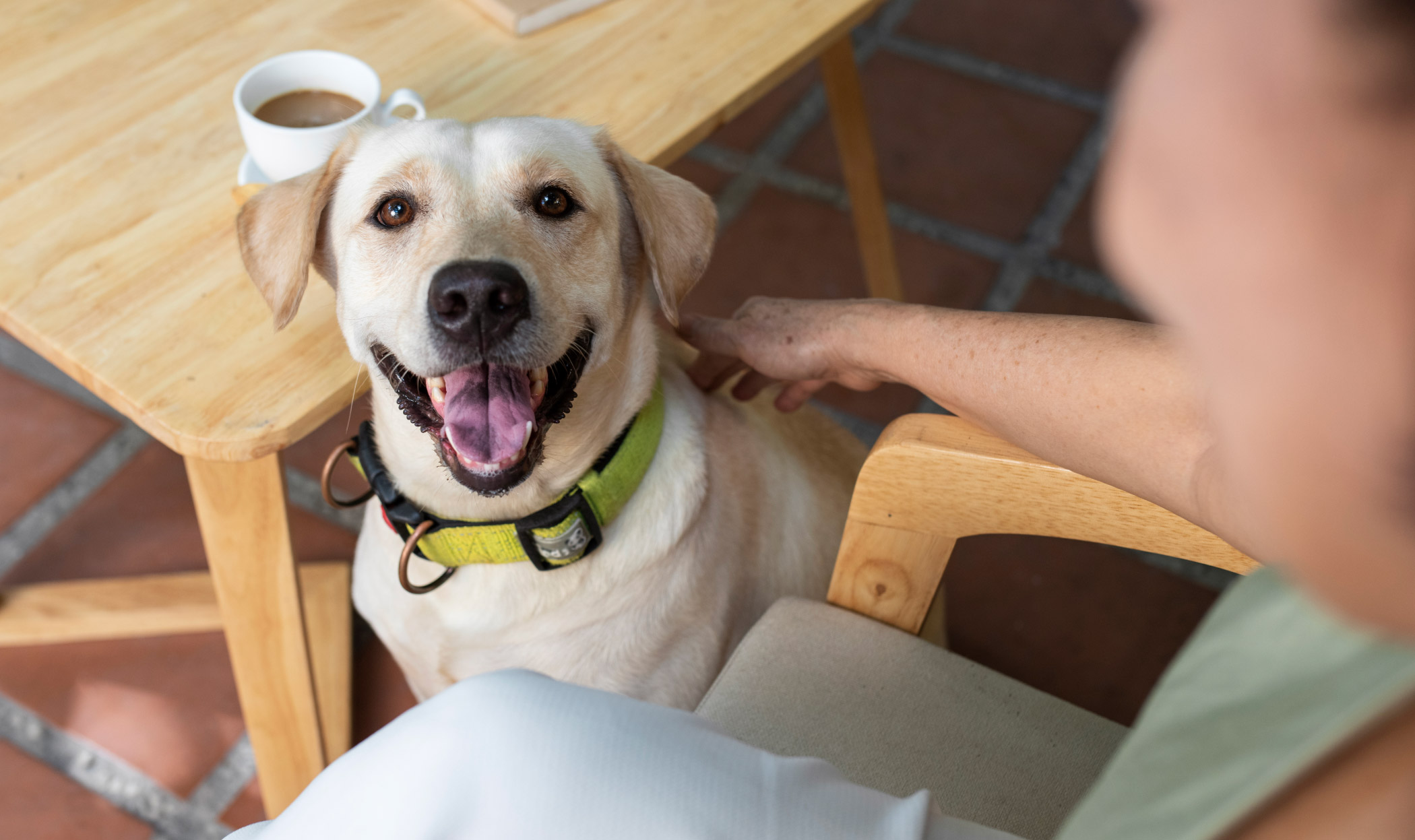 Come portare il cane al ristorante senza stress. Cosa sapere e come farlo