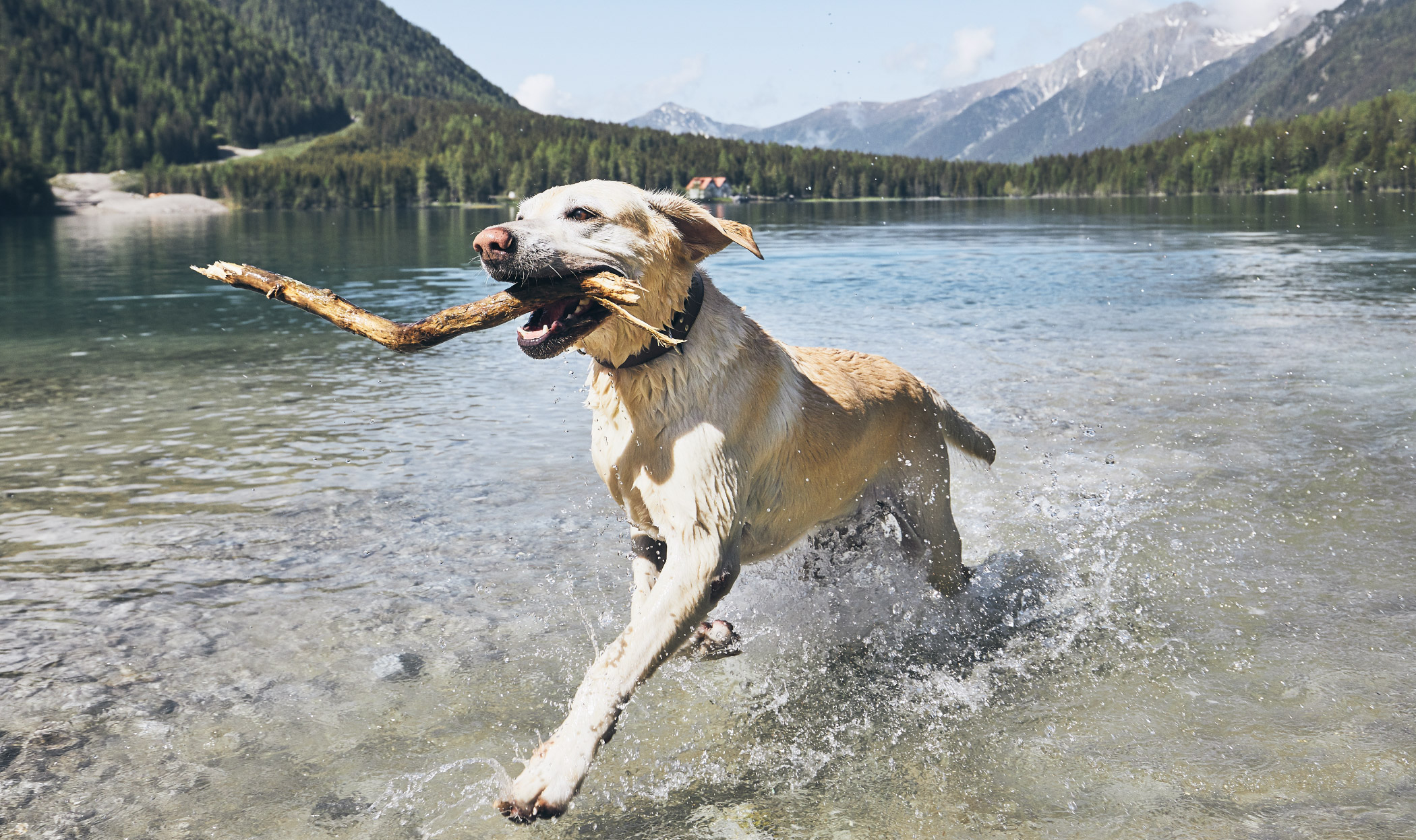 Come capire se il cane è felice. 8 segnali da osservare
