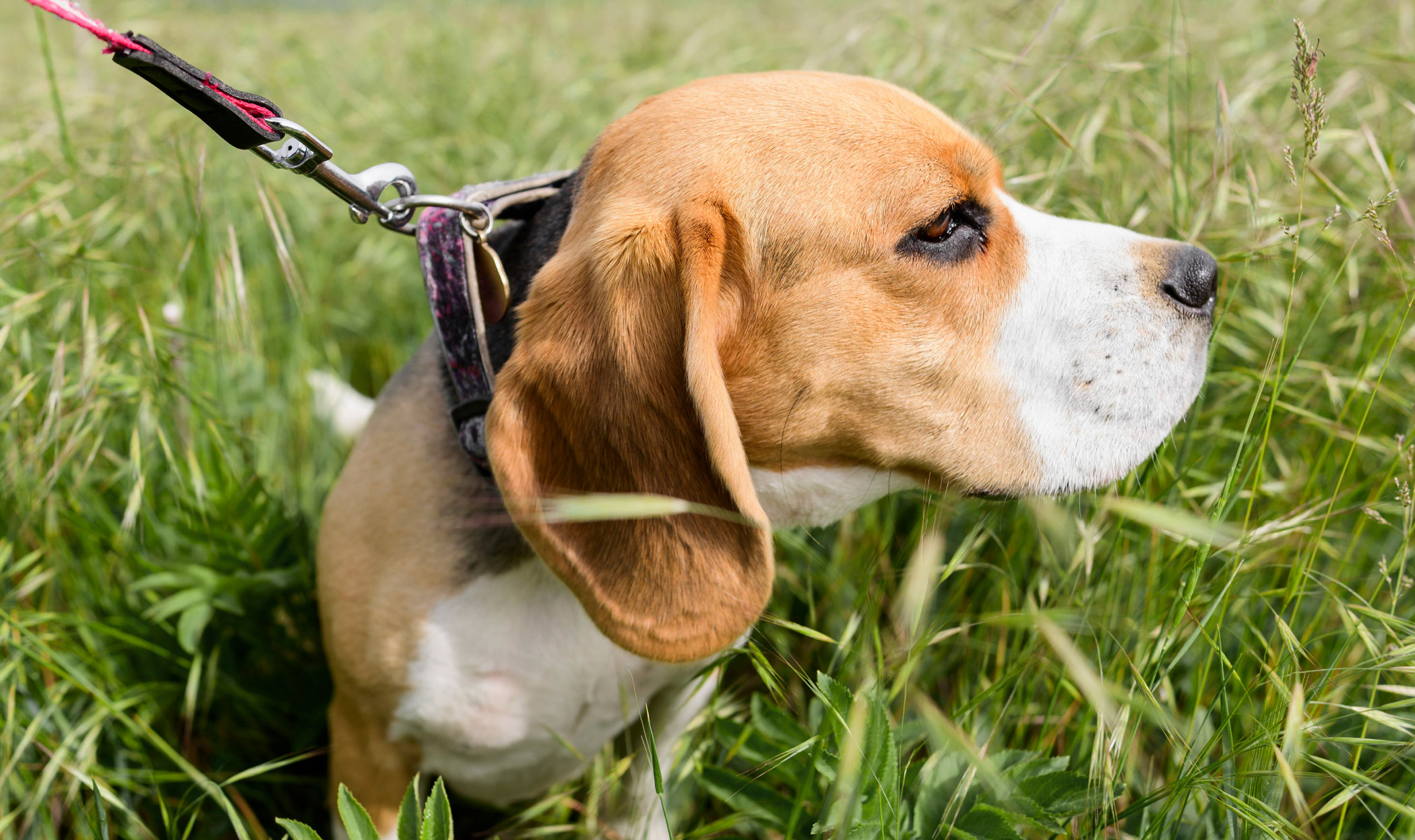 Forasacchi e cane, 5 errori che li fanno attaccare con facilità