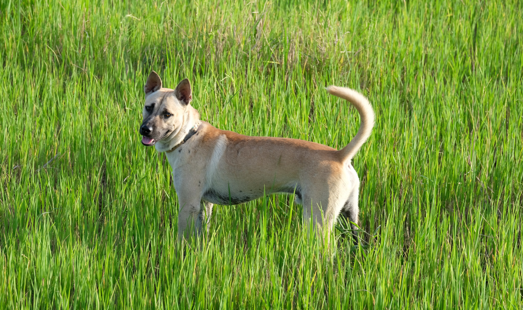 Come proteggere il cane dai forasacchi. Guida completa