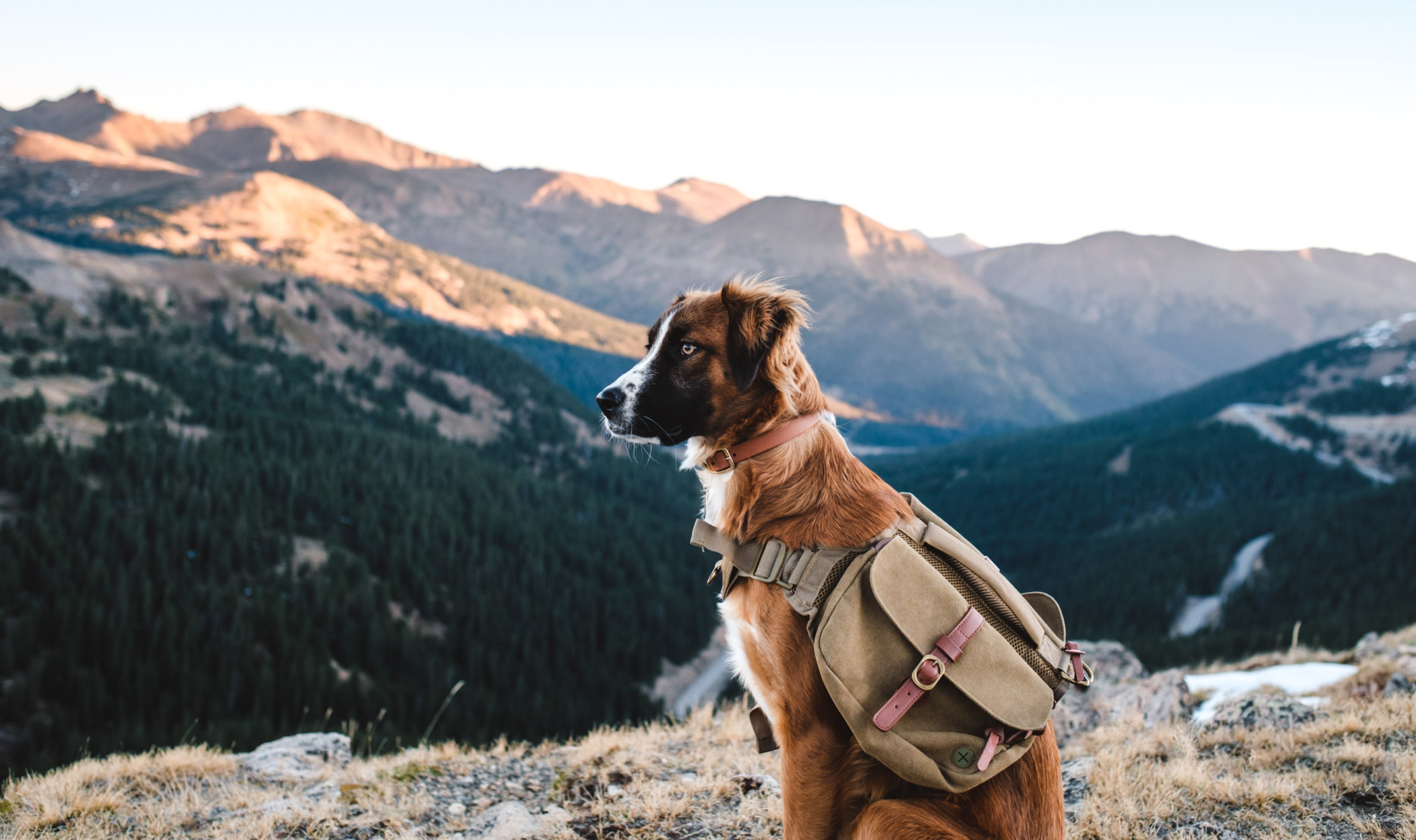Trekking con il cane, l’attrezzatura essenziale che pochi conoscono