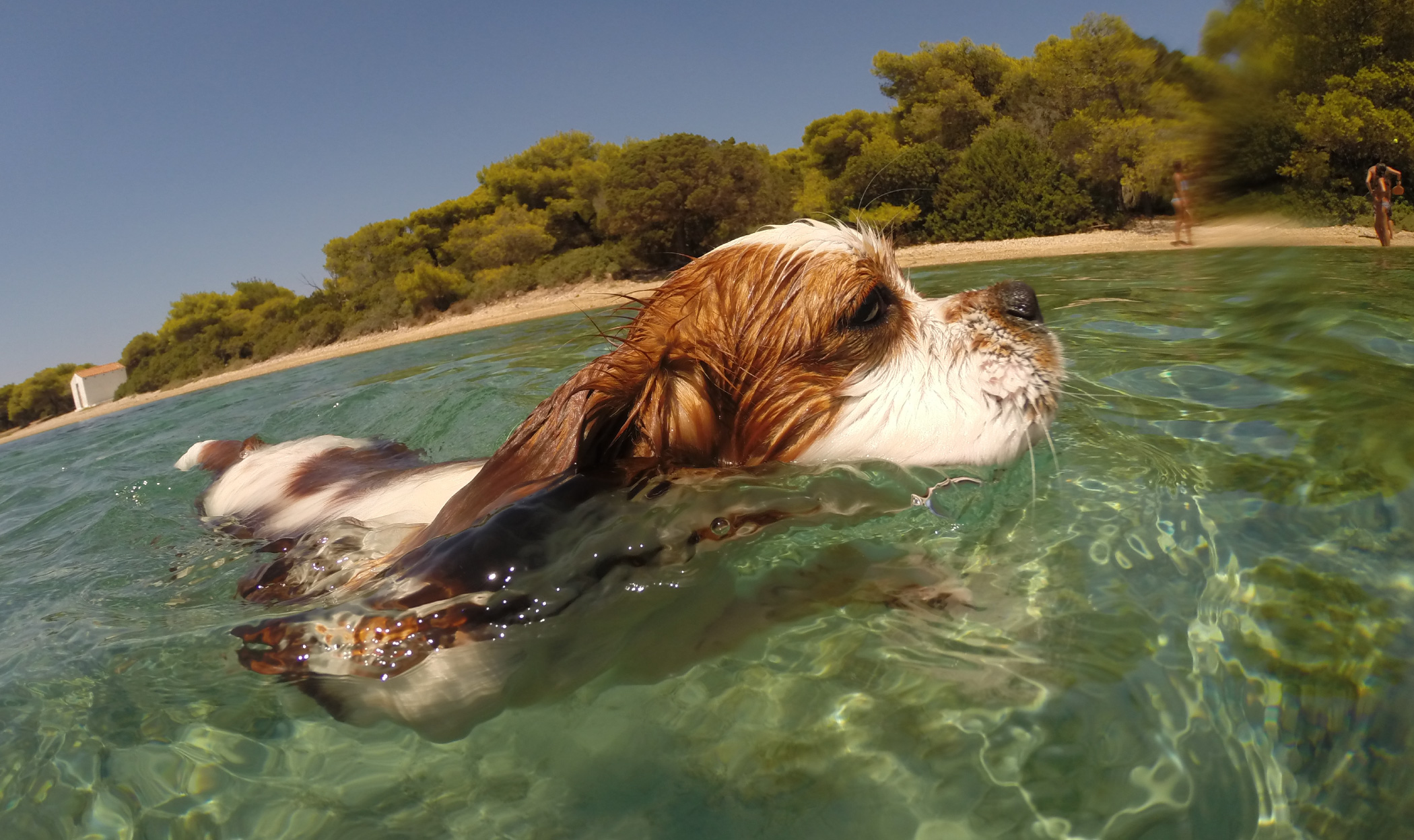 Nuotare in sicurezza con il cane, consigli utili e cose da sapere