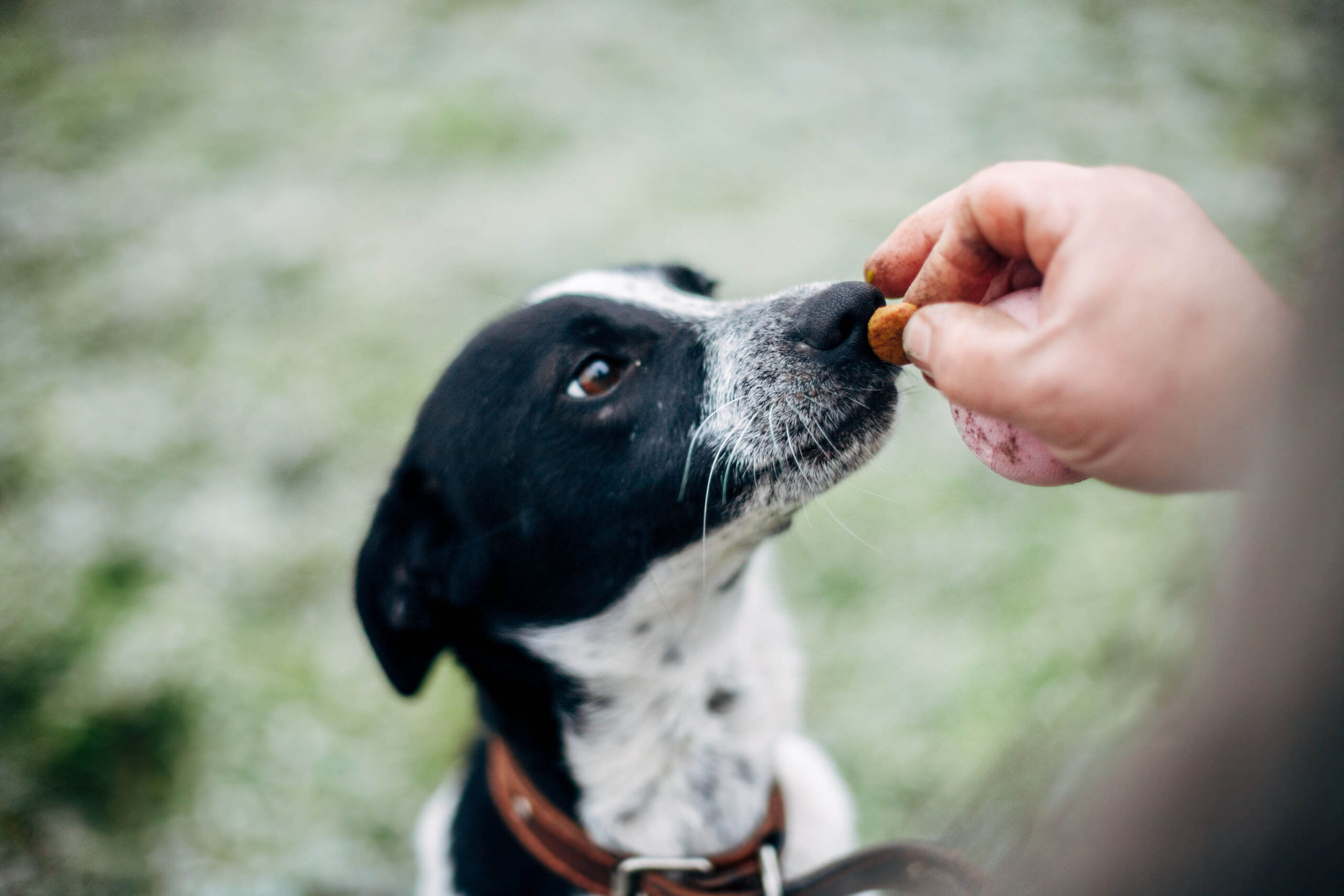 Come insegnare al cane a prendere i premi piano e con delicatezza