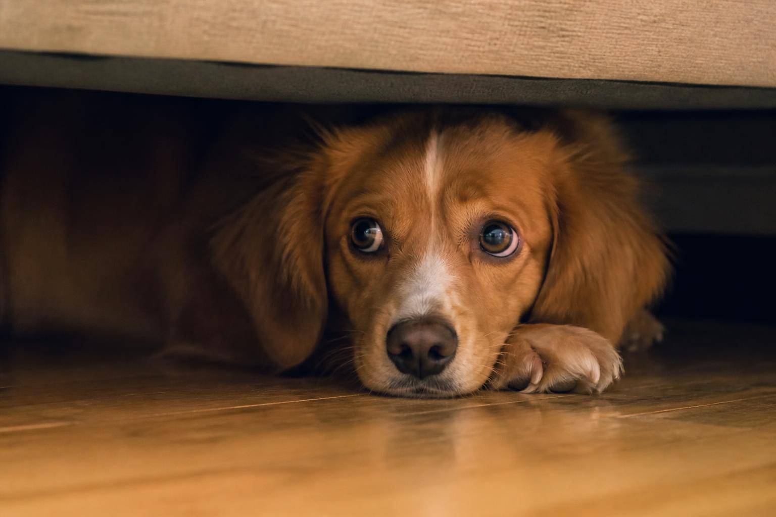 Cane che trema durante i temporali estivi: come aiutarlo senza sedare il problema