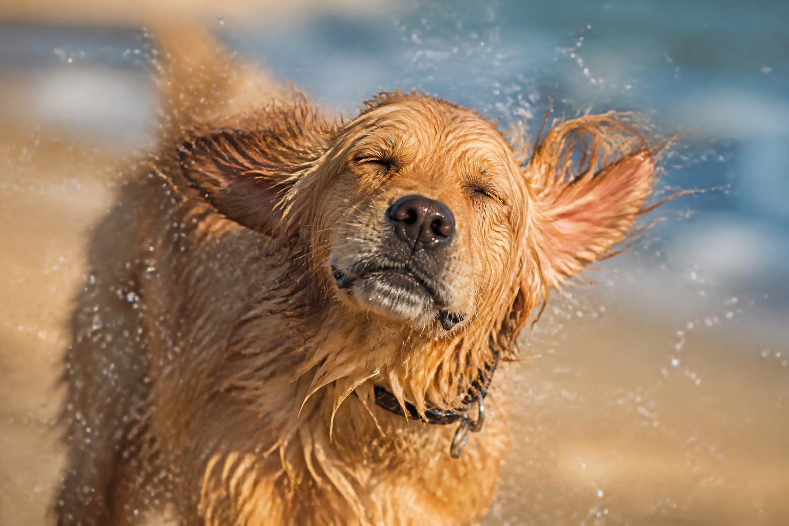Otite nel cane in estate: perché bagni e umidità aumentano il rischio