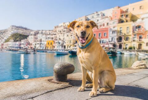 Ischia, Procida e Capri con il cane: cosa sapere prima di partire