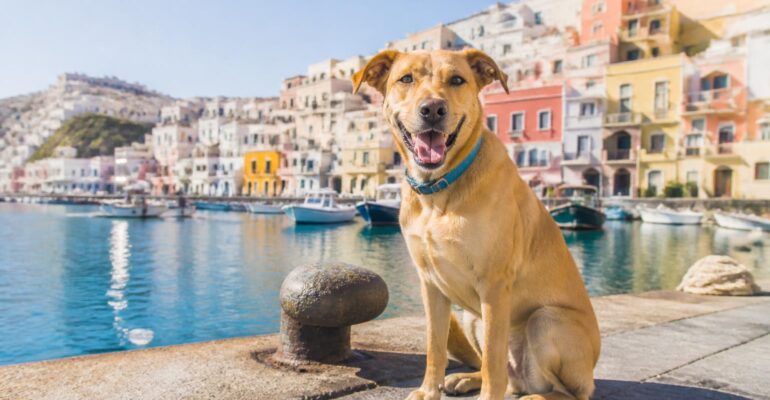 Ischia, Procida e Capri con il cane: cosa sapere prima di partire
