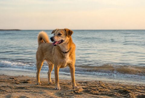 Punture di insetti e meduse al mare, cosa riguarda anche il cane