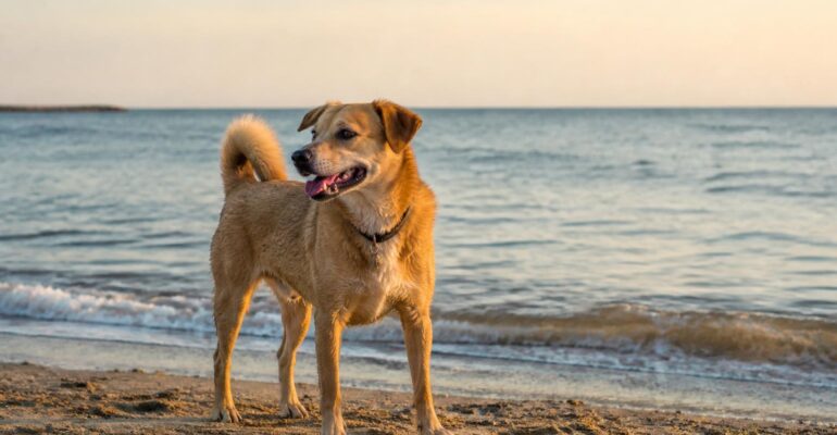 Punture di insetti e meduse al mare, cosa riguarda anche il cane