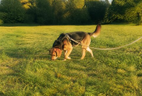 Lunghina con il cane, quando aiuta davvero e come utilizzarla