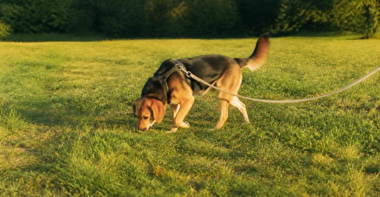 Lunghina con il cane, quando aiuta davvero e come utilizzarla