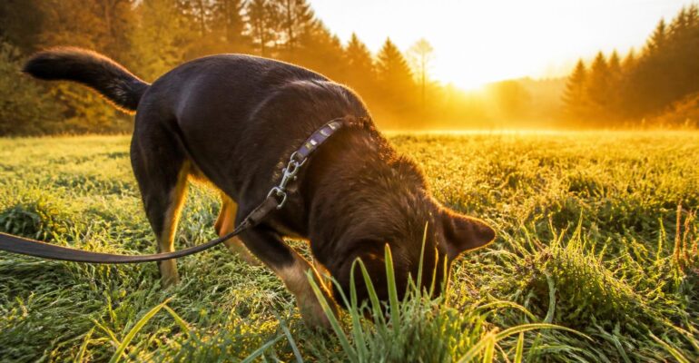 Passeggiata di decompressione, cos'è e quando può essere utile