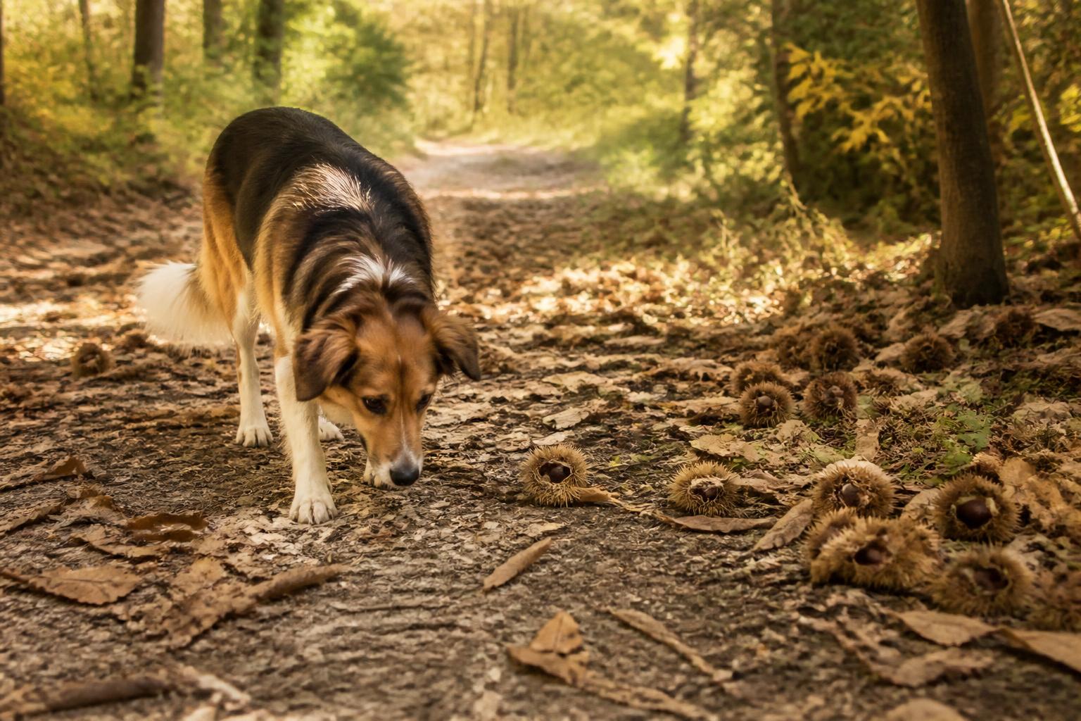 Ricci di castagne e cane, il pericolo nascosto nei boschi