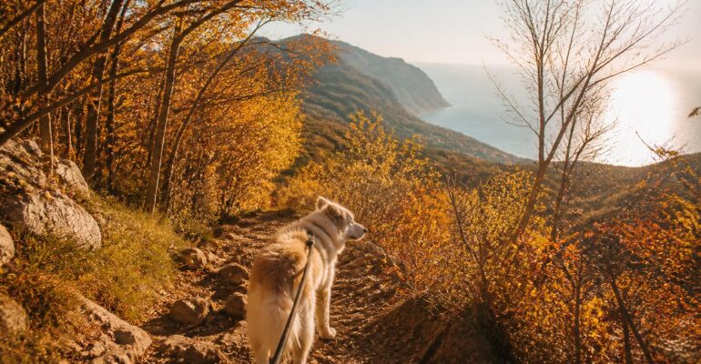Trekking autunnale con il cane, 5 sentieri da scoprire in Campania