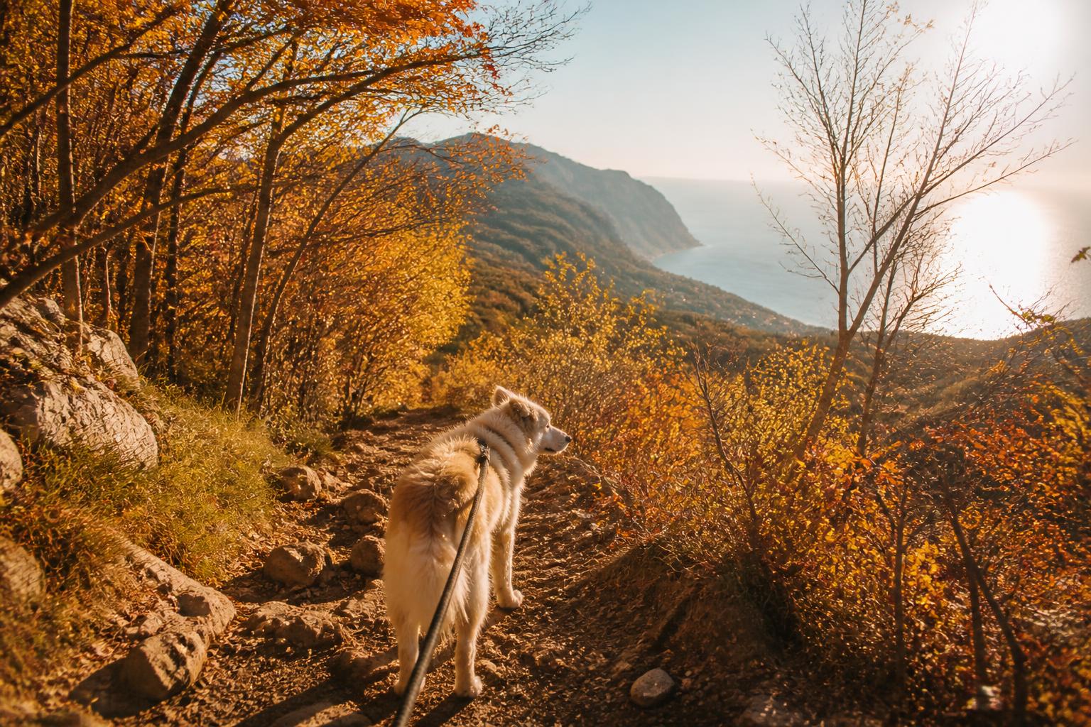 Trekking autunnale con il cane, 5 sentieri da scoprire in Campania