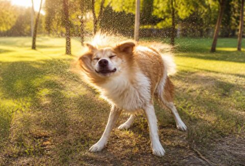 Perché il cane si scrolla dopo un incontro o una carezza